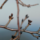 Image for article titled Spring Weather Is Arriving Alarmingly Early This Year